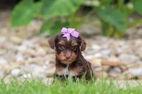 Bon Bon, a female Yorkipoo for sale in Dundee, OH – 1 of 8