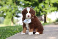 Rowdy, a male Miniature Australian Shepherd for sale in Dundee, OH – 5 of 8