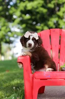 Sedona, a female Miniature Australian Shepherd for sale in Dundee, OH – 3 of 8