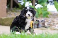 Dr. Pepper, a male Miniature Bernedoodle for sale in Dundee, OH – 3 of 5