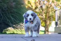 Ruckus, a male Miniature Australian Shepherd for sale in Dundee, OH – 2 of 5