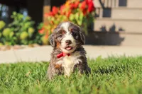 Lemonhead, a male Miniature Bernedoodle for sale in Dundee, OH – 3 of 6