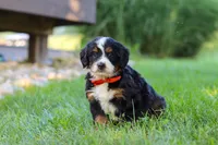 Fireball, a male Miniature Bernedoodle for sale in Dundee, OH – 5 of 5