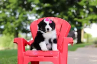 Cisco, a female Miniature Australian Shepherd for sale in Dundee, OH – 2 of 8