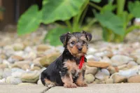 Baklava, a male Yorkipoo for sale in Dundee, OH – 3 of 6