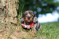 Boysenberry, a male Miniature Dachshund for sale in Dundee, OH – 7 of 7