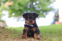 Fudge, a male Yorkipoo for sale in Dundee, OH – 2 of 5