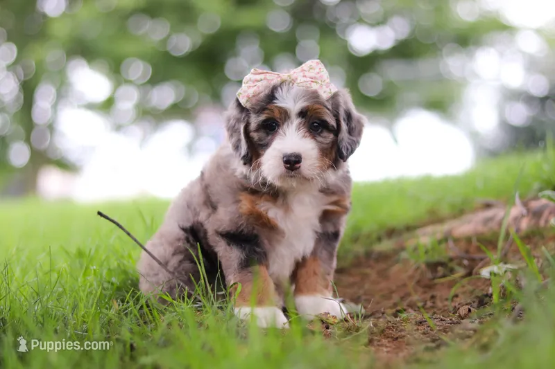Pelle – Miniature Bernedoodle puppy for sale in Dundee, OH