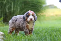 Razzel, a female Miniature Bernedoodle for sale in Dundee, OH – 6 of 6