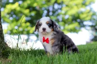 Dragonfly, a male Miniature Bernedoodle for sale in Dundee, OH – 3 of 4