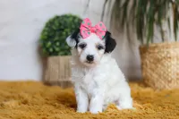 Bliss, a female Yorkipoo for sale in Dundee, OH – Photo 3 of 5