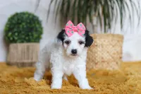 Bliss, a female Yorkipoo for sale in Dundee, OH – Photo 5 of 5