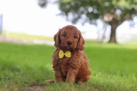 Gizmo, a male Miniature Goldendoodle for sale in Dundee, OH – 3 of 7