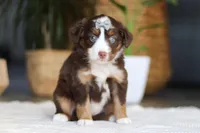 Willow, a female Australian Shepherd for sale in Dundee, OH – Photo 4 of 4