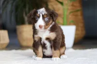 Willow, a female Australian Shepherd for sale in Dundee, OH – Photo 3 of 4