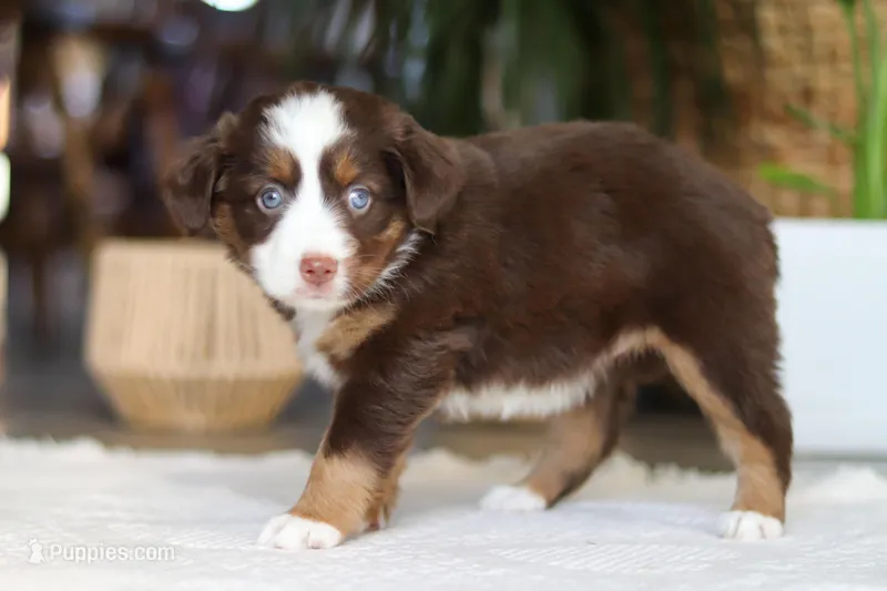 Willow – Australian Shepherd puppy for sale in Dundee, OH