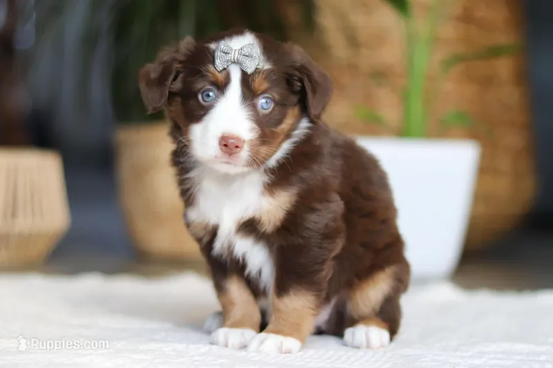 Willow – Australian Shepherd puppy for sale in Dundee, OH