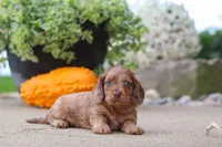 Gordy, a male Miniature Dachshund for sale in Dundee, OH – 5 of 6