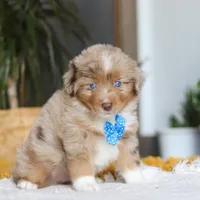 Marlu, a male Miniature Australian Shepherd for sale in Dundee, OH – Photo 5 of 7