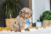 Marlu, a male Miniature Australian Shepherd for sale in Dundee, OH – Photo 5 of 7