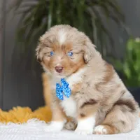 Marlu, a male Miniature Australian Shepherd for sale in Dundee, OH – Photo 7 of 7