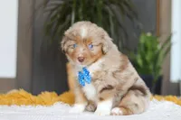 Marlu, a male Miniature Australian Shepherd for sale in Dundee, OH – Photo 7 of 7