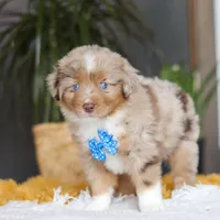 Marlu, a male Miniature Australian Shepherd for sale in Dundee, OH – Photo 4 of 7