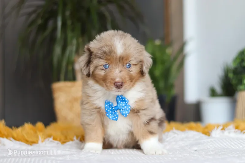 Marlu, a male Miniature Australian Shepherd for sale in Dundee, OH – Photo 1 of 7