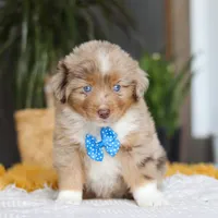 Marlu, a male Miniature Australian Shepherd for sale in Dundee, OH – Photo 1 of 7