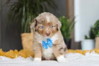 Marlu, a male Miniature Australian Shepherd for sale in Dundee, OH – Photo 1 of 7