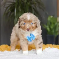 Marlu, a male Miniature Australian Shepherd for sale in Dundee, OH – Photo 3 of 7