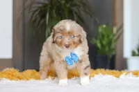 Marlu, a male Miniature Australian Shepherd for sale in Dundee, OH – Photo 3 of 7