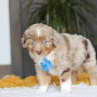 Marlu, a male Miniature Australian Shepherd for sale in Dundee, OH – Photo 6 of 7
