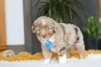 Marlu, a male Miniature Australian Shepherd for sale in Dundee, OH – Photo 6 of 7