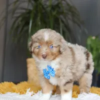 Marlu, a male Miniature Australian Shepherd for sale in Dundee, OH – Photo 2 of 7