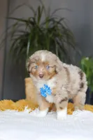 Marlu, a male Miniature Australian Shepherd for sale in Dundee, OH – Photo 2 of 7