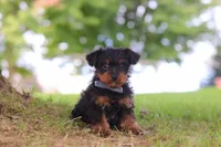 Fudge, a male Yorkipoo for sale in Dundee, OH – 3 of 5