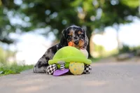 Kumquat, a male Miniature Dachshund for sale in Dundee, OH – 7 of 10