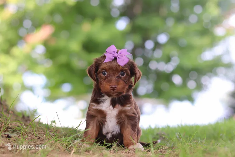 Churro – Yorkipoo puppy for sale in Dundee, OH