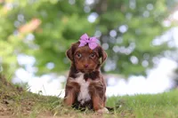 Churro, a female Yorkipoo for sale in Dundee, OH – 1 of 5