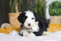Cotton Tail, a male Sheepadoodle for sale in Dundee, OH – Photo 3 of 5