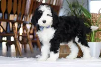 Cotton Tail, a male Sheepadoodle for sale in Dundee, OH – Photo 1 of 4