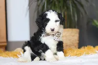 Cotton Tail, a male Sheepadoodle for sale in Dundee, OH – Photo 4 of 5