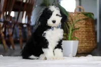 Cotton Tail, a male Sheepadoodle for sale in Dundee, OH – Photo 3 of 4