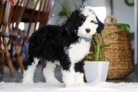 Cotton Tail, a male Sheepadoodle for sale in Dundee, OH – Photo 2 of 4