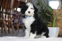 Cotton Tail, a male Sheepadoodle for sale in Dundee, OH – Photo 4 of 4