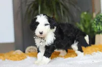 Cotton Tail, a male Sheepadoodle for sale in Dundee, OH – Photo 2 of 5