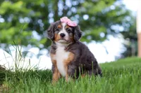 Junebug, a female Miniature Bernedoodle for sale in Dundee, OH – 2 of 5