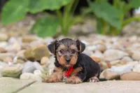 Baklava, a male Yorkipoo for sale in Dundee, OH – 6 of 6