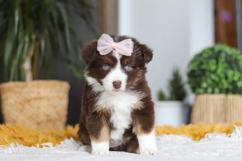 Adelaide, a female Miniature Australian Shepherd for sale in Dundee, OH – Photo 1 of 6